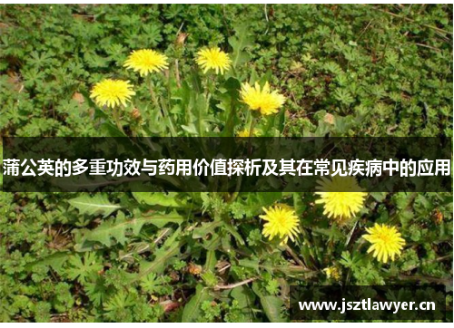 蒲公英的多重功效与药用价值探析及其在常见疾病中的应用